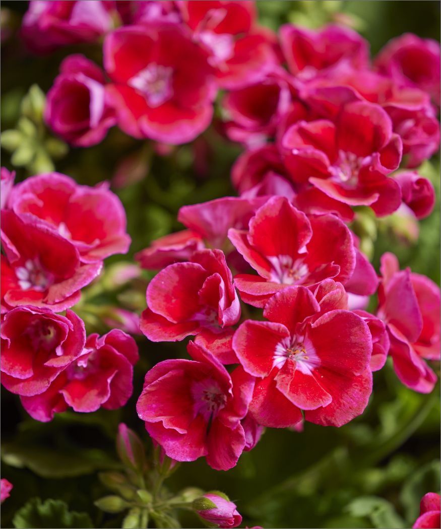 Cum să îndepărtezi corect florile ofilite de mușcate